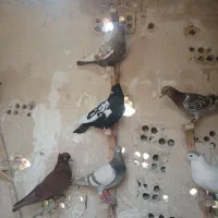ماده کفتر بوم