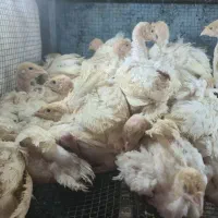 بوقلمون بیوتی ۶ ۱ ماهه