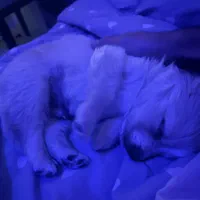 پامر 2 ماهه سایز ریز عروسکی واگزاری|سگ|کرج, عظیمیه|دیوار