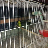 پرنده های زینتی|پرنده|شفت, |دیوار