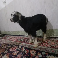 بزغاله ماده هم علف مخوره هم شیر