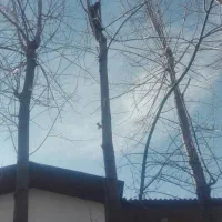 خریدچوب وانواع درختان باغی قطع برش هرس|خدمات باغبانی و درختکاری|نوشهر, |دیوار