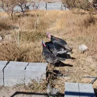 بوقلمون نر ماده