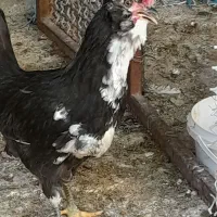 فروش خروس گلین اصل دونه ۱۳۰۰