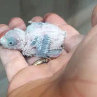 مرغ عشق سرلاکی و جفت مولد  ۲۰۰ تومان