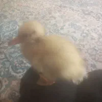 جوجه اردک دوماه