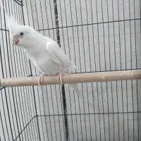 نرو‌ماده‌عروس‌ضمانت‌تخم‌و‌جوجه‌با‌تمام‌وسایل‌وقفس|پرنده|کرباسک, |دیوار