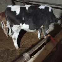 گوساله ماده سیمینتال