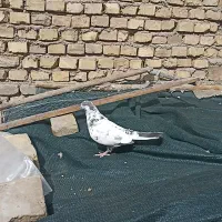 کفتر|پرنده|یزد, |دیوار