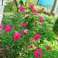 کمپ ترک اعتیاد امید رهایی( تبصره)