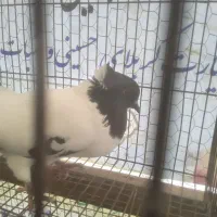 کبوتر پرستویی.فروش یا معاوضه|پرنده|آمل, |دیوار