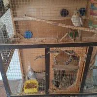 عروس هلندی سه جفت با دوتا جوجه|پرنده|مبارکه, |دیوار