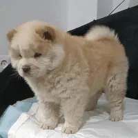 چاووچاوو نر دو ماهه|سگ|تهران, خانیآباد|دیوار