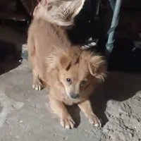 سگ هفت ماهه نر