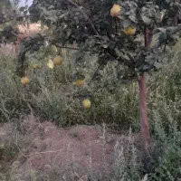 فروش-باغ-شازند