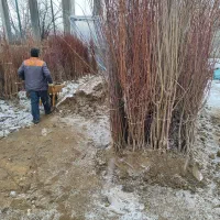 انواع نهال میوه|خدمات باغبانی و درختکاری|تهران, منیریه|دیوار