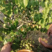 باغ-2000-متری-جوان