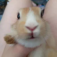 خرگوش لوپ واکسن خورده