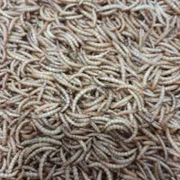 سلام، میلورم زنده ومیلورم خشک|لوازم جانبی حیوانات|میانه, |دیوار