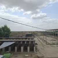اجاره دامداری