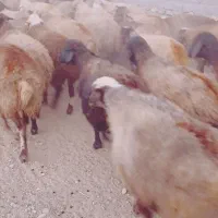 ۶۰راس گوسفند آبستن جوان با۴راس بره