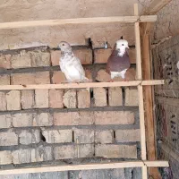 کبوتر پرشی|پرنده|قم, آزادگان|دیوار