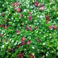 انواع سبزی درتعطیلات موجوده