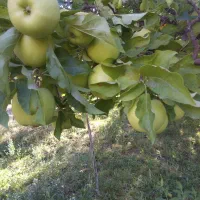 هرس کار ماهر برای درختان بخصوص درختان میوه تضمینی|خدمات باغبانی و درختکاری|اسلام‌شهر, صادقیه|دیوار