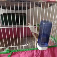 عروس هلندی .کوتوله .مرغ عشق|پرنده|زاهدان, |دیوار