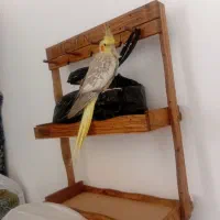 عروس هلندی