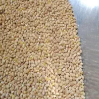 انواع خوراک دام طیور