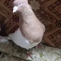 پرنده کله زرد|پرنده|خرمآباد, |دیوار