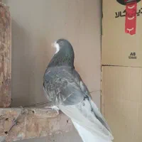 ماده خوشرنگ|پرنده|شاهین‌شهر, شهرک پردیس|دیوار