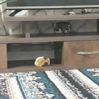 کارون منطقیه کوت عبدالله