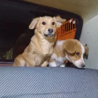 فوری فروش پاکوتاه