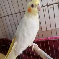 عروس هلندی
