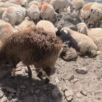 بره فروشی
