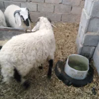 بره نر