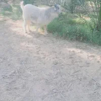 نری سنگین وزن|حیوانات مزرعه|فاریاب, |دیوار