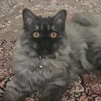 فروش|گربه|مهاباد (آذربایجان غربی), |دیوار