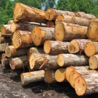 خرید انواع چوب مورت کنار و غیره