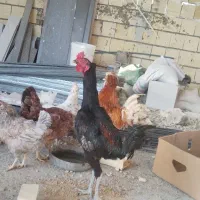 مرغ و خروس درهمه نسل