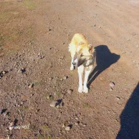 سگ‌ماده‌۹ماهه