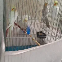 عروس هلندی ۴ عدد