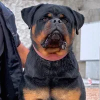 توله روتوایلر صربستانی|سگ|اهواز, زیتون کارگری|دیوار