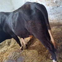ورزا کوله