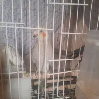 عروس هلندی|پرنده|ری, علایین|دیوار