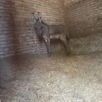الاغ نر یا همون خر گله ای