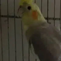 یک طوطی گم شده به رنگ طوسی