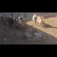 بز کهره ومیش